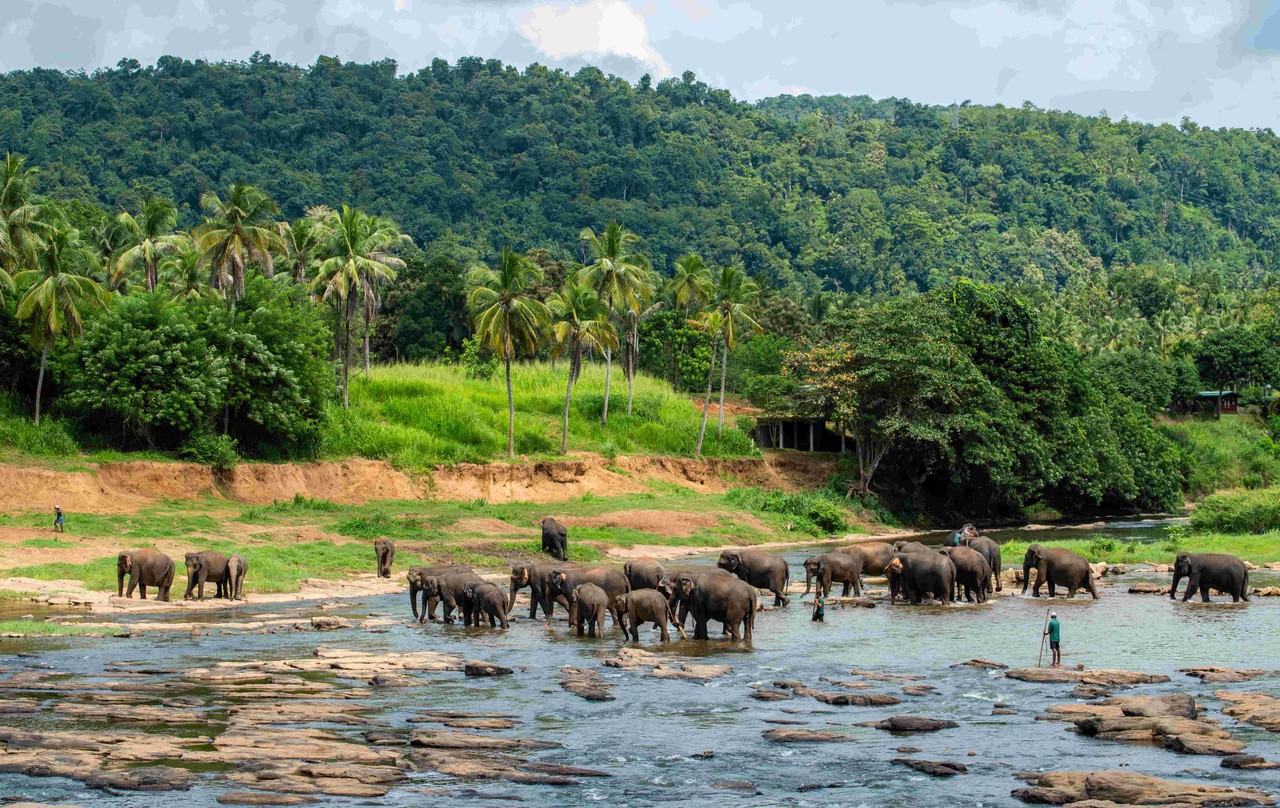 pinnawalae-elephant-orphanage-sri-lanka