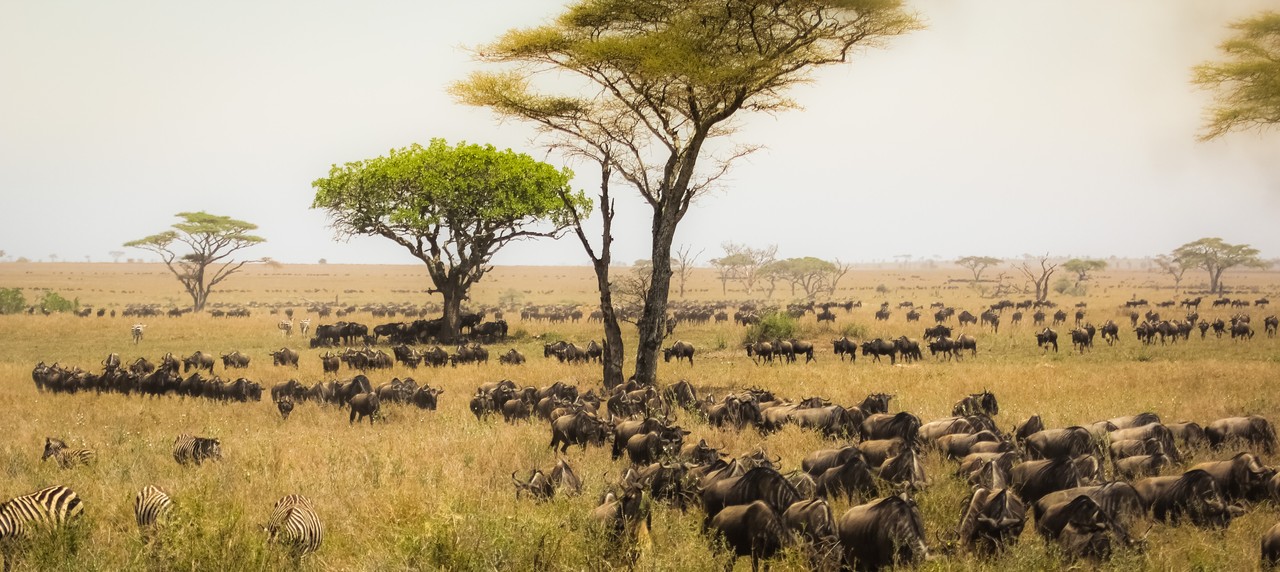 Kilimanjaro, Tanzania 3
